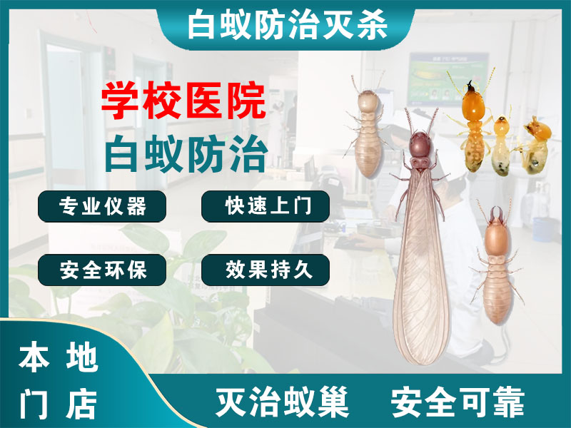 南湖学校医院白蚁防治