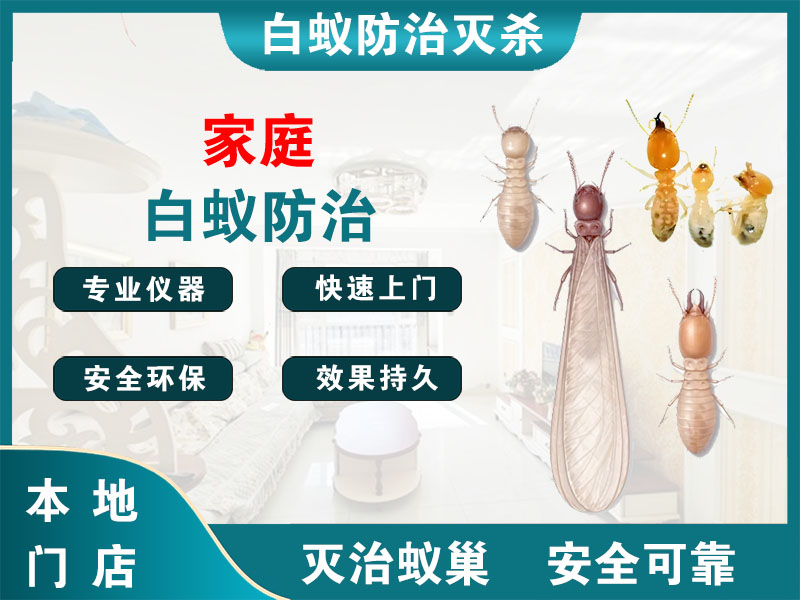 南湖家庭白蚁防治