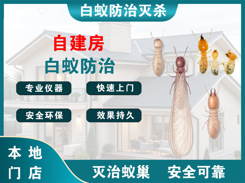南湖自建房白蚁防治