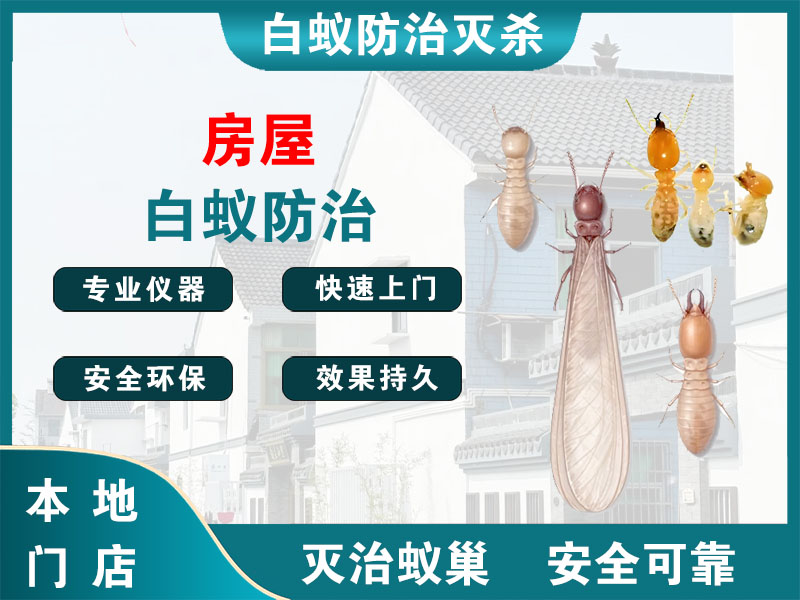 南湖房屋白蚁防治